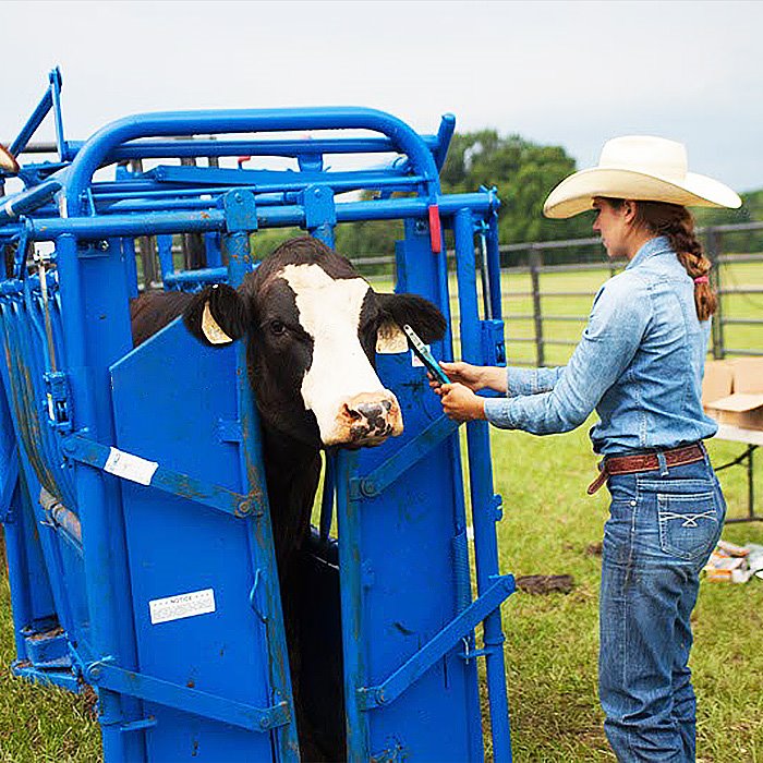 Cattle Manual Headgate Cattle Manual Headgate