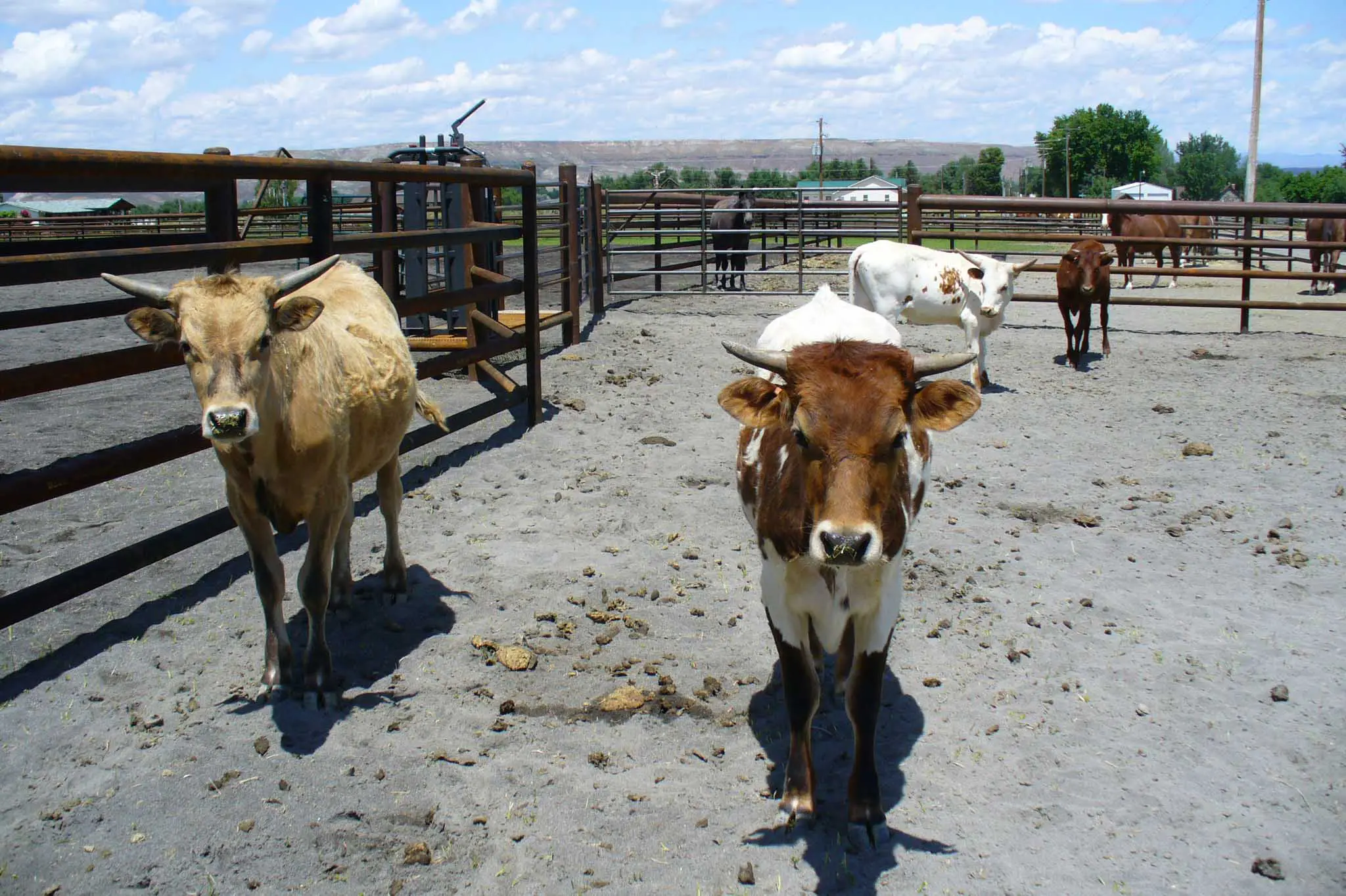 quality Cattle Fence Panels quality Cattle Fence Panels