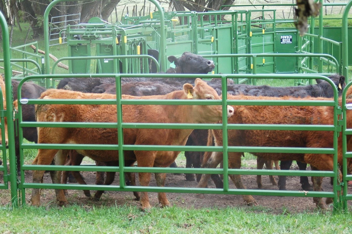customized cattle corral panels customized cattle corral panels