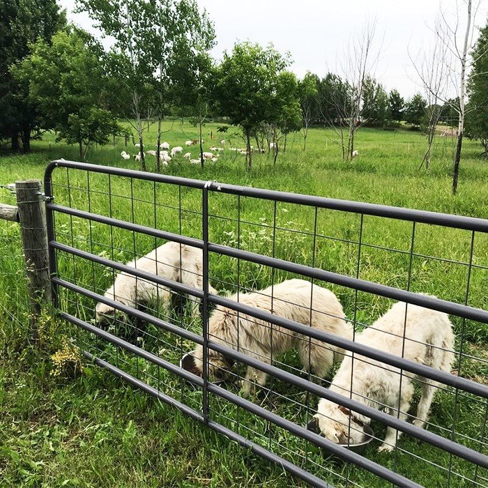 China sheep wire panels
