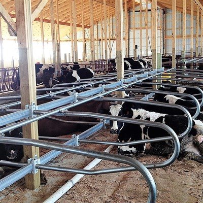 Avantages économiques des stabulations sans vaches : amélioration des perform...